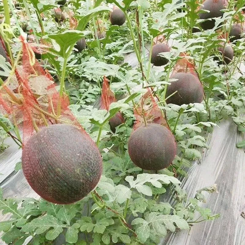 100pcs Watermelon Protective Mesh Bag, for Vegetable Fruit Plant Protection Net Horticultural Cultivation Garden Bag(60cm)