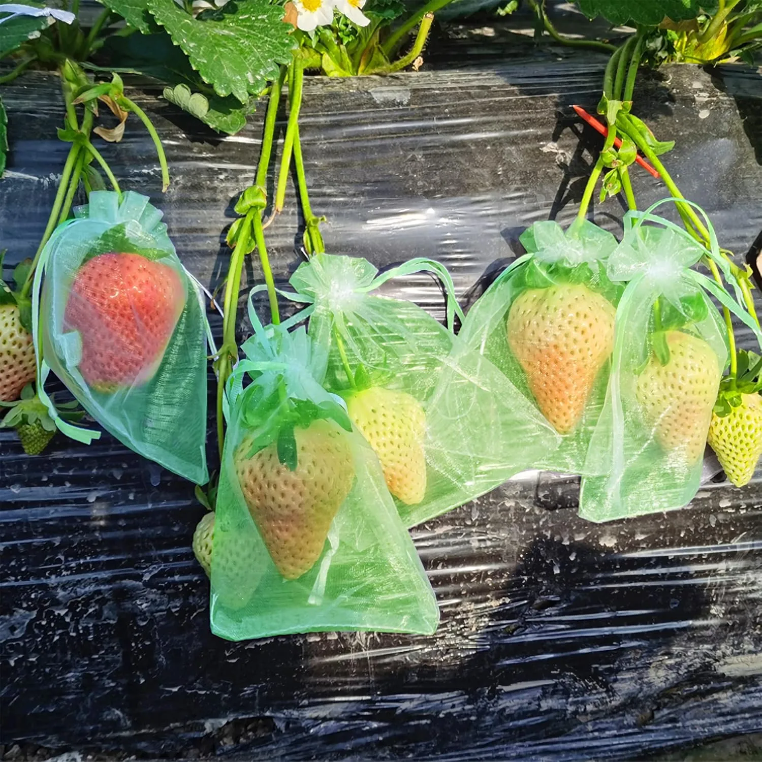 6x8 Inch 100 Pieces Green Fruit Protection Bags- Fruit Netting Bags with Drawstring,Garden Fruit Cover Mesh Bag to Protect Plants from Pest Birds Squirrels
