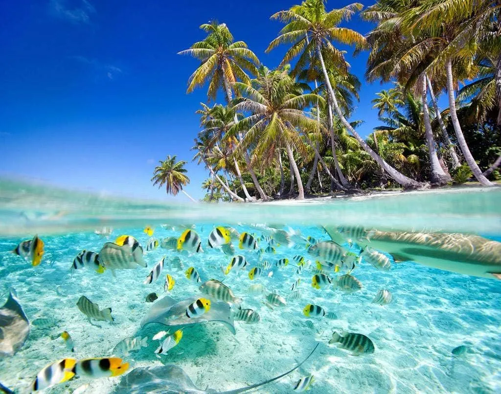 Beach Tropical Fish Jigsaw Puzzles 1000 Pieces DIY Artwork,Wooden Puzzle Prop Summer Seaside Intellectual Decompressing Toys Fun Game Gifts for Family Adults Teens Friends